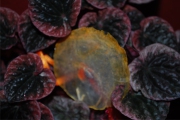Blume 418