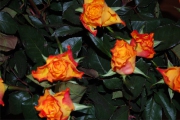 Blume 419