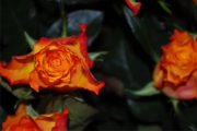 Blume 420