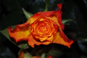 Blume 421