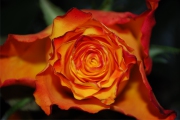 Blume 422