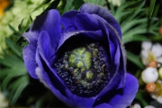 Blume 423