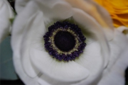 Blume 424