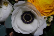 Blume 425