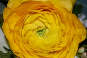 Blume 426