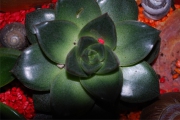 Blume 428