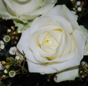 Blume 42