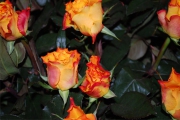 Blume 430