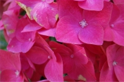 Blume 431