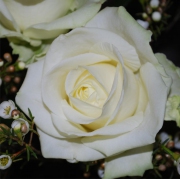 Blume 43