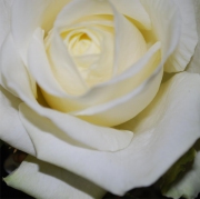 Blume 44