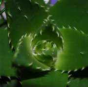 Blume 45