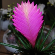 Blume 46
