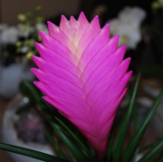 Blume 47