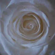 Blume 48