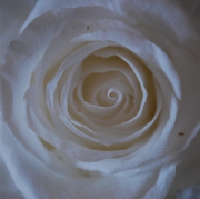 Blume 49