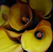 Blume 4