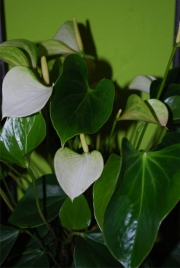 Blume 4