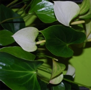 Blume 50