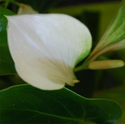 Blume 51