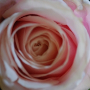 Blume 52