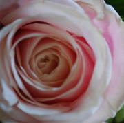 Blume 53