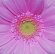 Blume 54
