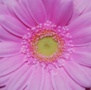 Blume 55