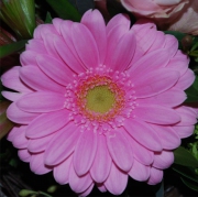 Blume 56