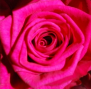 Blume 57