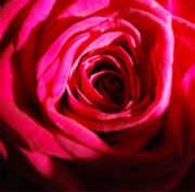 Blume 58