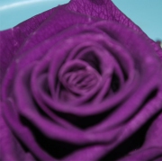 Blume 59