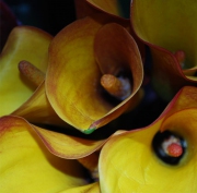 Blume 5