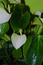 Blume 5