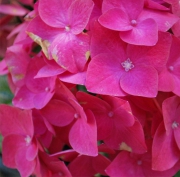 Blume 64