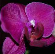 Blume 65