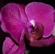Blume 66
