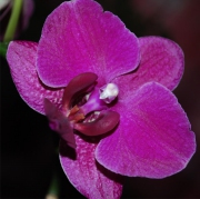 Blume 67