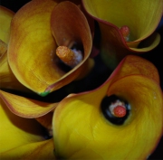 Blume 6