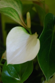 Blume 6