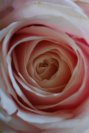 Blume 8