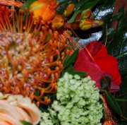 Blume 9