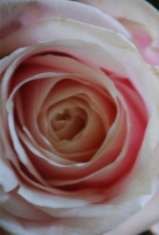Blume 9