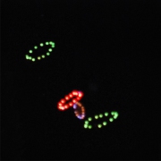 Feuerwerk 8
