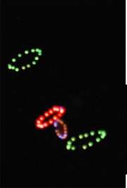 Feuerwerk 8