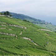 Landschaft 309