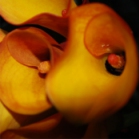 Blumen